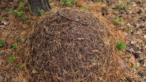 An anthill with a colony ants in close-up. An anthill in a pine coniferous Stock Footage 231536776