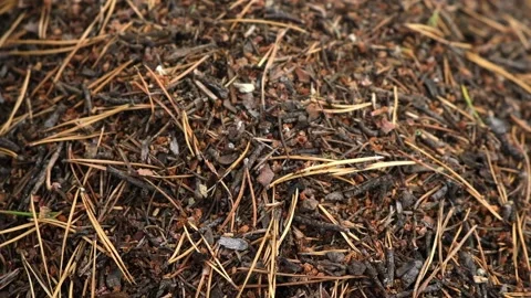 An anthill with a colony ants in close-up. An anthill in a pine coniferous Stock Footage 233008671