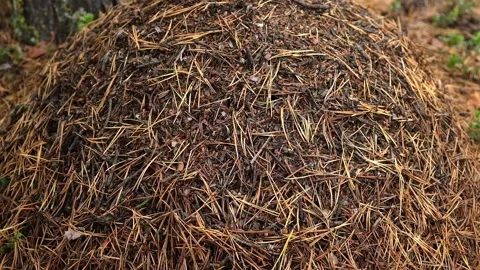 An anthill with a colony ants in close-up. An anthill in a pine coniferous Stock Footage 233470405