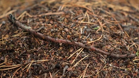 An anthill with a colony ants in close-up. An anthill in a pine coniferous Stock Footage 233847768
