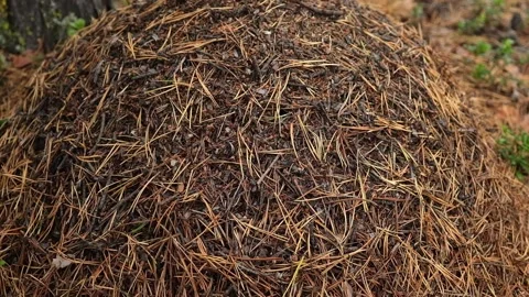 An anthill with a colony ants in close-up. An anthill in a pine coniferous Stock Footage 234166901