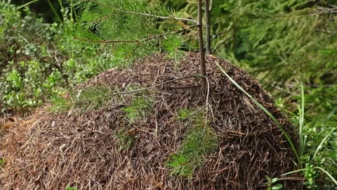 An anthill with a colony ants in close-up. An anthill in a pine coniferous Stock Footage 235316154