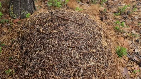 An anthill with a colony ants in close-up. An anthill in a pine coniferous Stock Footage 235914217