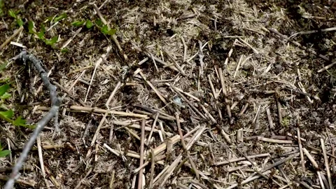 An anthill with a colony of ants working on ground close-up.accelerated movement Stock Footage 274640606