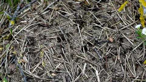 An anthill with a colony of ants working on ground close-up.accelerated movement Stock Footage 274640607