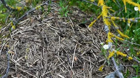 An anthill with a colony of ants working on ground close-up.accelerated movement 스톡 동영상 274640663