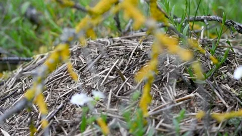 An anthill with a colony of ants working on ground close-up.accelerated movement Stock Footage 274641204