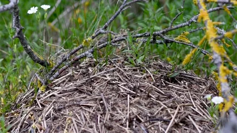 An anthill with a colony of ants working on ground close-up. accelerated movemen Stock Footage 274641509