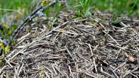 An anthill with a colony of ants working on ground close-up. continuous movement Stock Footage 274643130