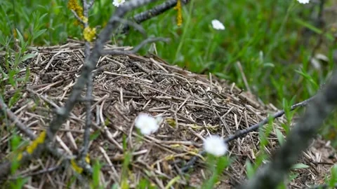 An anthill with a colony of ants working on ground close-up. continuous movement Stock Footage 274643136