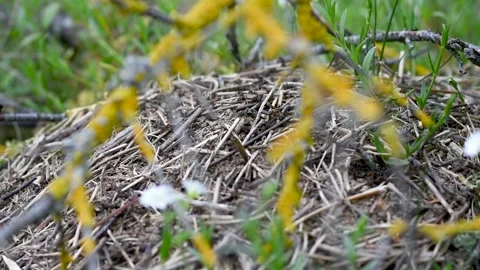 An anthill with a colony of ants working on ground close-up. continuous movement Stock Footage 274643140