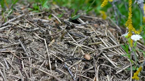 An anthill with a colony of ants working on ground close-up. continuous movement Stock Footage 274643666