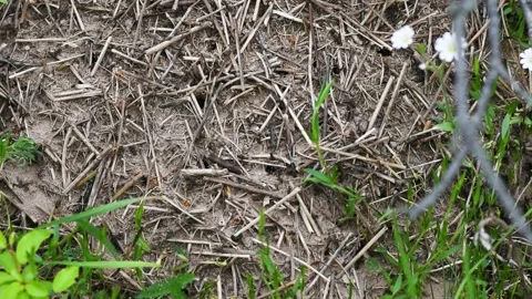 An anthill with a colony of ants working on ground close-up. continuous movement Stock Footage 274643734