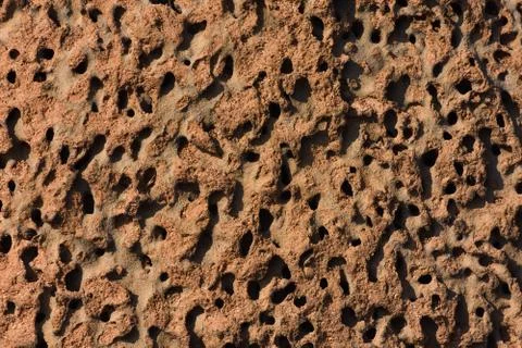 Anthill Colony Open Tunnel Complex Texture Stock Photos