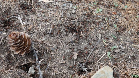 Anthill with a colony of red ants in the forest. Ants on anthill in forest Stock Footage 128247456