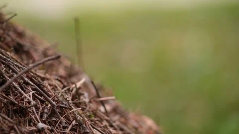 Anthill with copy space Stock Footage 79682099