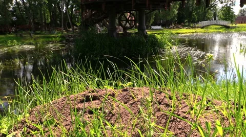 Anthill covered with grass beside rippling stream on suuny day Stock Footage 41336201