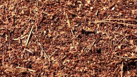 Anthill covered with insects surface moving close up Stock Footage 71815400
