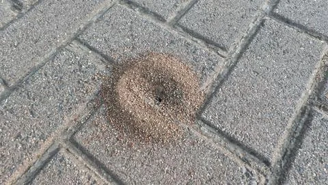 Anthill created on paving slabs close up Stock Photos
