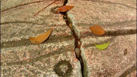 An anthill in a crevice between concrete slabs 動画素材 335860267
