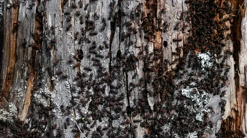 Anthill in early spring 2 Stock Footage 76036164