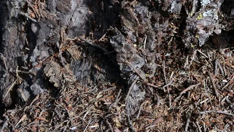 Anthill in early spring Stock Footage 75978617