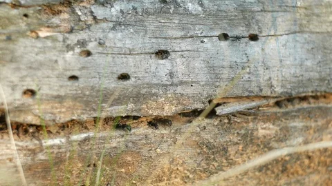 Anthill in fallen tree. Crack in the tree Stockbeeldmateriaal 90022568