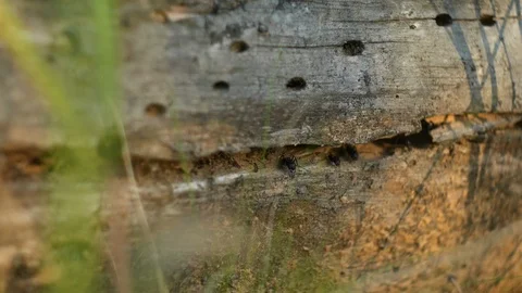 Anthill in fallen tree. Summer calm forest Stockbeeldmateriaal 90021670