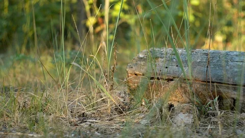 Anthill in fallen tree. Summer calm forest Stockbeeldmateriaal 90127114
