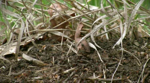 Anthill Video stock 379637