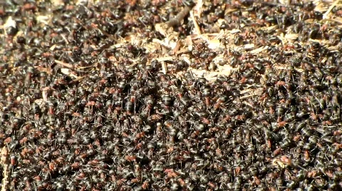 Anthill Stock Footage 660663