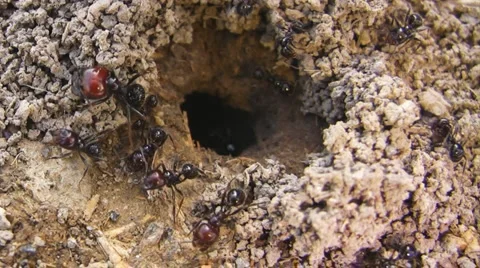 Anthill 库存影片 5089327