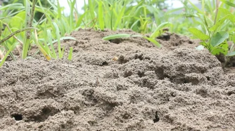 Anthill Stock Footage 7731306
