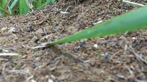 Anthill Stock Footage 8662679