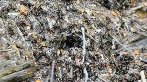 Anthill Stock Footage 10904011