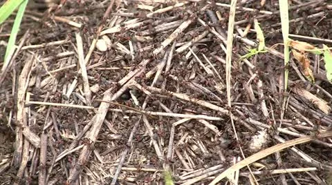 Anthill. Stock Footage 11184117