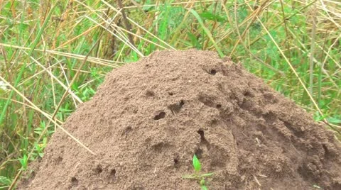 Anthill Video stock 12325534