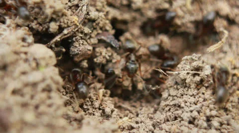 Anthill Stock Footage 24695711