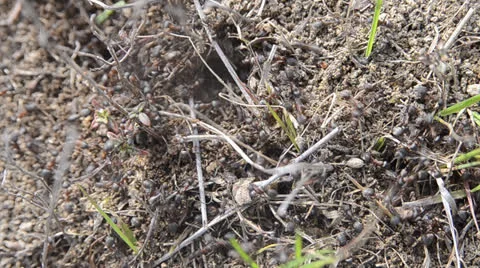 Anthill Stock Footage 24771533