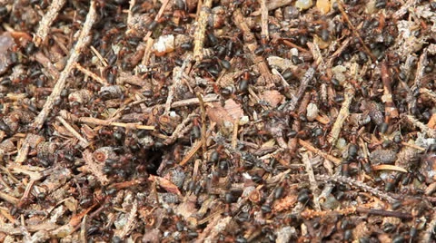Anthill Stock Footage 26702306