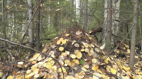 Anthill Stock Footage 28512154