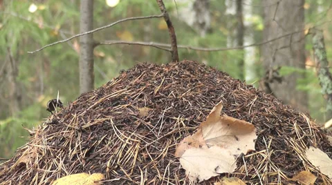 Anthill Stock Footage 28522072
