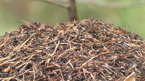 Anthill Stock Footage 28529003