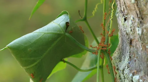Anthill Stock Footage 30622048