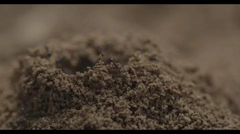 Anthill Stock Footage 32026990