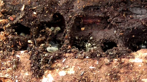 Anthill Stock Footage 38095672