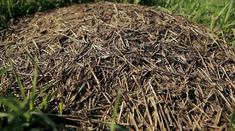 Anthill Stock Footage 50398724
