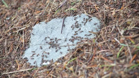 Anthill Stock Footage 50870854