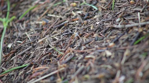 Anthill Stock Footage 50870965