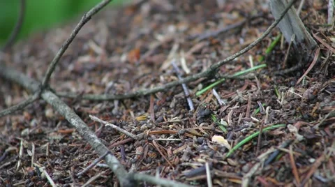 Anthill Stock Footage 50871095